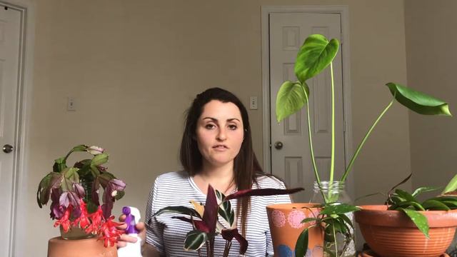 Care Tips for a Trio Star Stromanthe😊 смотреть онлайн