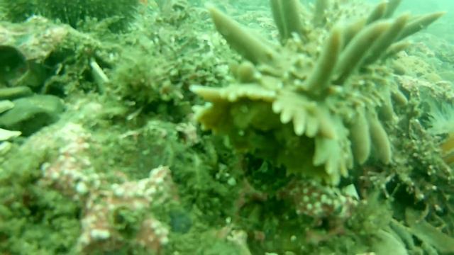 Трепанг Сахалина.