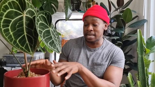 Anthurium Clarinervium - One Year In LECA | What Happened?!