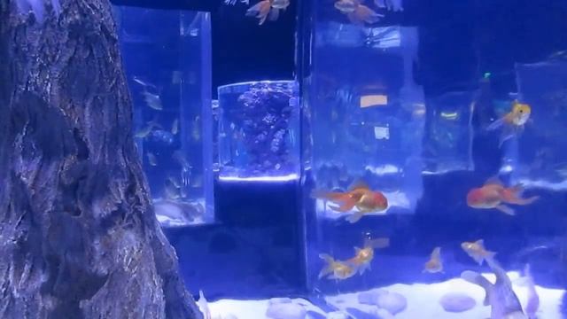 Aquarium Antalya (Turkey) - Аквариум Анталии (Турция) - 2014г. смотреть онлайн