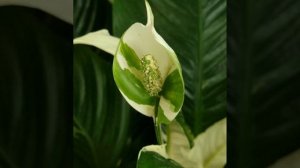 ПОДКАРМЛИВАЮ СПАТИФИЛЛУМ, ЧТОБЫ ПЫШНО ЦВЁЛ!