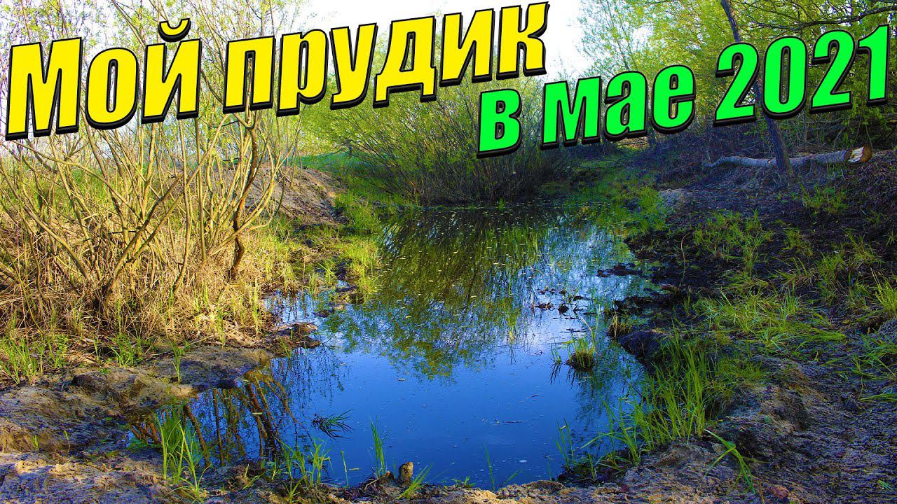 Мой пруд в деревне в мае 2021 года! смотреть онлайн