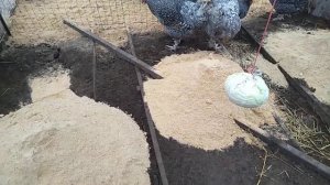 Глубокая подстилка у птицы! Что лучше опилки или солома??? // Секреты хороших урожаев.