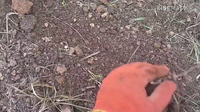 Как поймать крота, слепыша. смотреть онлайн