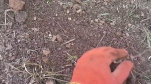 Как поймать крота, слепыша.