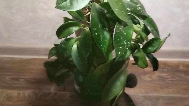 Хойа которую я спасла . смотреть онлайн