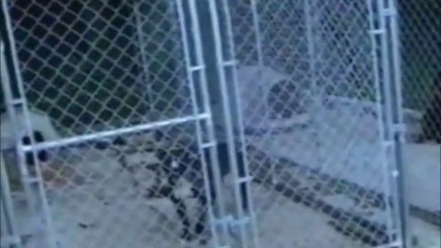 CH S.T.P.'S (AKA ABLIZIN'S) BAD ROSEMARY (4XW)(1XLG) (VIDEO 1) смотреть онлайн