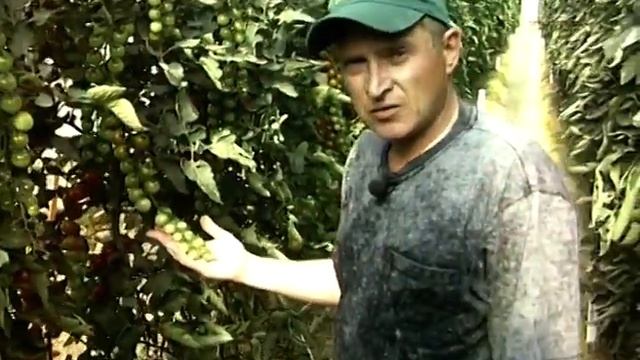 Наблюдения за томатами зарубежной селекции смотреть онлайн