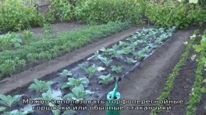 Китайская капуста — выращивание и уход