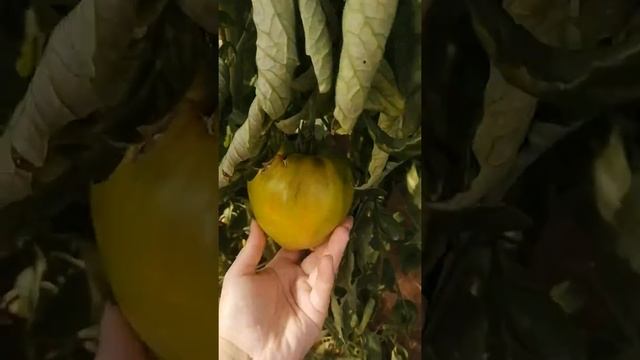 Супер-урожайные крупноплодные томаты "Золотые купола" смотреть онлайн