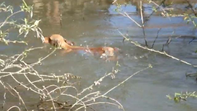 Fishing dachshund такса на рыбалке=) смотреть онлайн