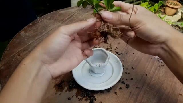 HOW TO MAKE CARMONA BONSAI "FUKIAN TEA" смотреть онлайн
