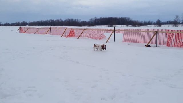 Bassett Hounds playing in the SNOW смотреть онлайн