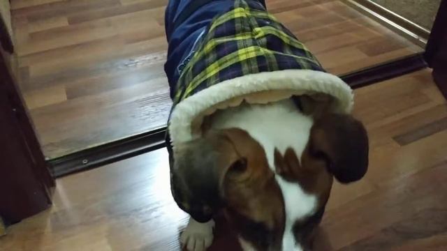 Джек Рассел в одежде смотреть онлайн