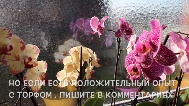 ПЕРЕСАЖИВАТЬ ЛИ ЦВЕТУЩУЮ ОРХИДЕЮ? ? #ОРХИДЕИ. ОСНОВНЫЕ ПРИНЦИПЫ ПРАВИЛЬНОГО УХОДА #oldenburgru#94 смотреть онлайн