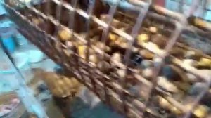 Техника для сортировка картофеля самодельная