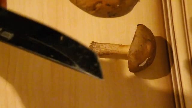 съедобные грибы- Подберёзовик смотреть онлайн