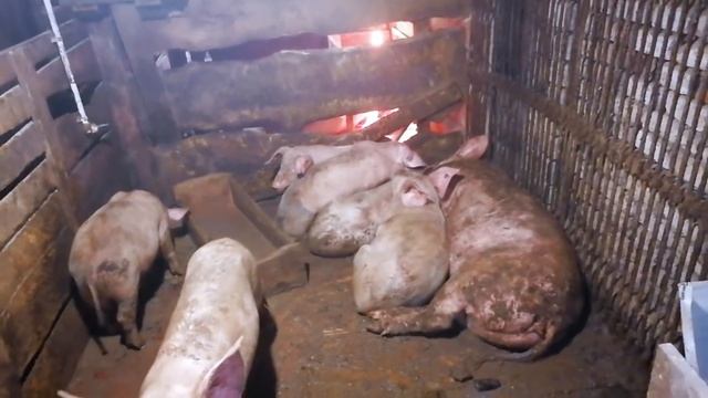 Как заработать больше денег с продажи мяса со своего ЛПХ. смотреть онлайн