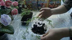 🌱БАРХАТЦЫ !!! Пикировка в пелёнки. Подросли после кипятка. Нормально развиваются 🌱