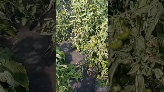 Помидоры урожайные черный принц #shorts #огород смотреть онлайн