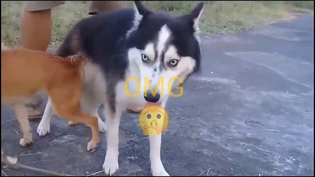 Big dog and small dog mating on street смотреть онлайн
