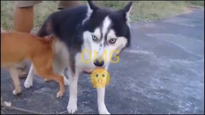 Big dog and small dog mating on street