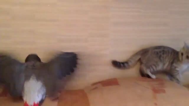 Кошка царапает мебель | Когтеточки для кошек смотреть онлайн