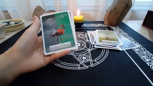 ? Chiêm ngưỡng các lá bài từ bộ WISDOM ORACLE смотреть онлайн
