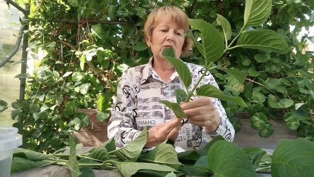 Крупнолистных гортензии в Удмуртии. Подзимнее черенкование смотреть онлайн
