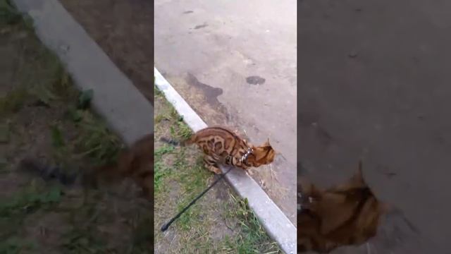 Бенгальский кот увидел уличного кота и начал агрессивно себя вести смотреть онлайн