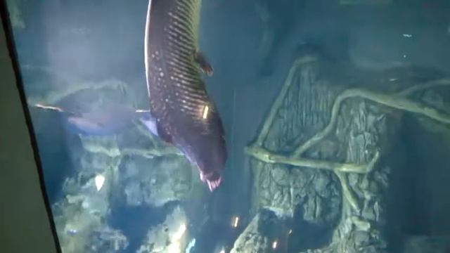 Океанариум в ТЦ РИО Дмитровка. Релакс видео смотреть онлайн