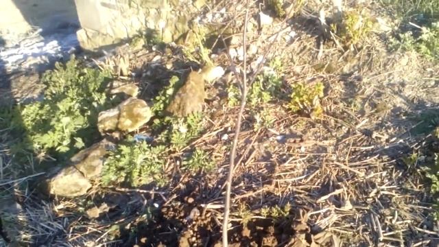 Грецкий орех.Пересадка дерева грецкого ореха смотреть онлайн