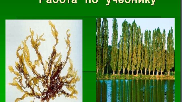 Низшие и высшие растения смотреть онлайн