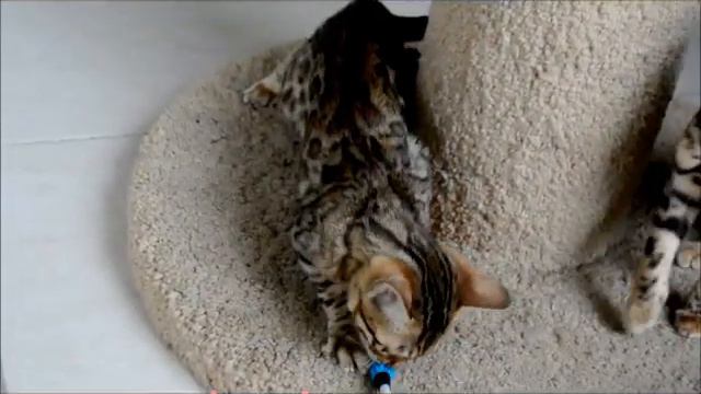 Бенгальский котенок смотреть онлайн