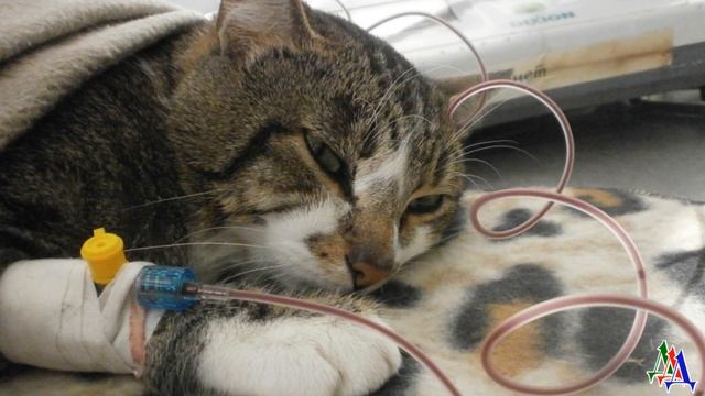 ТАКСА СУДЬБЫ 7. Друг таксы Лоры, кот Филимон спас жизнь молодому котику, став донором смотреть онлайн