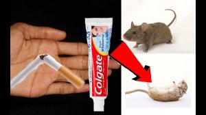 Как избавиться от мышей за 3 минуты!.mp4