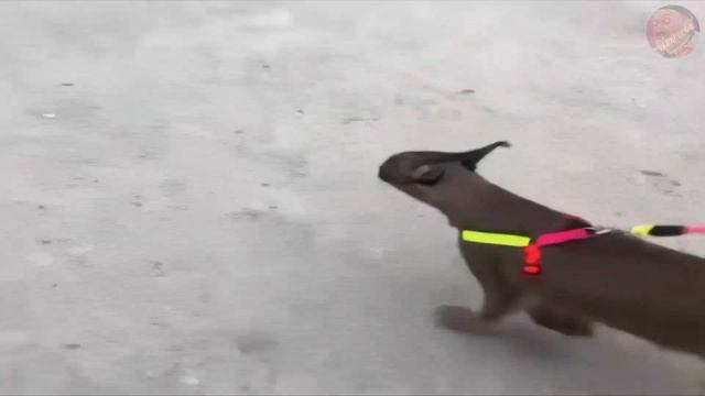 ШЛЁПУ ПРЕСЛЕДУЕТ НЕЙРОСЕТЬ 8K 60FPS??? смотреть онлайн