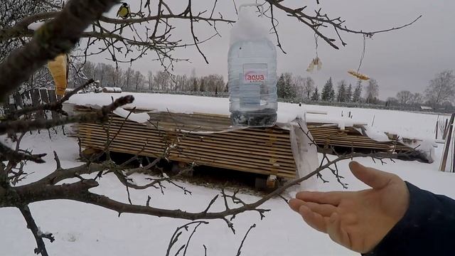 Синицы как их подкармливать смотреть онлайн