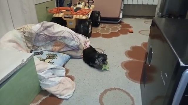 Очень милая маленькая мия. Она рычит на игрушку смотреть онлайн