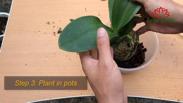 How to grow Phalaenopsis orchid at home with 3 easy steps смотреть онлайн