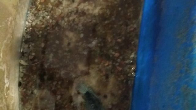 Как сделать водный флорариум ис водорослей смотреть онлайн