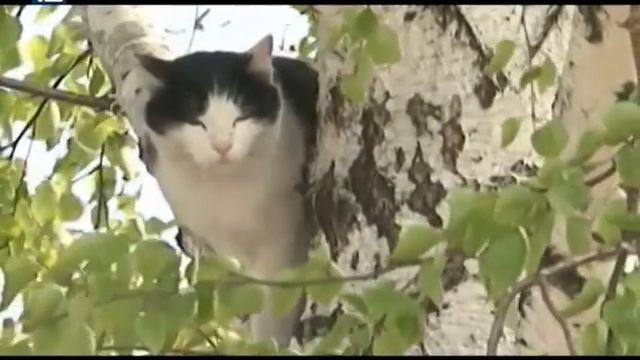 "Местные жители" (21.06.2016) смотреть онлайн