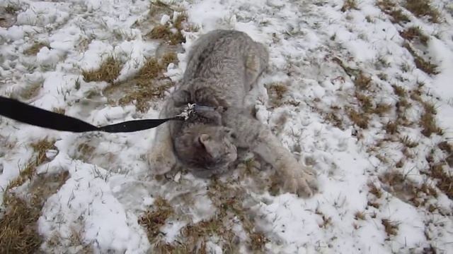 Oh for the Love of Snow смотреть онлайн