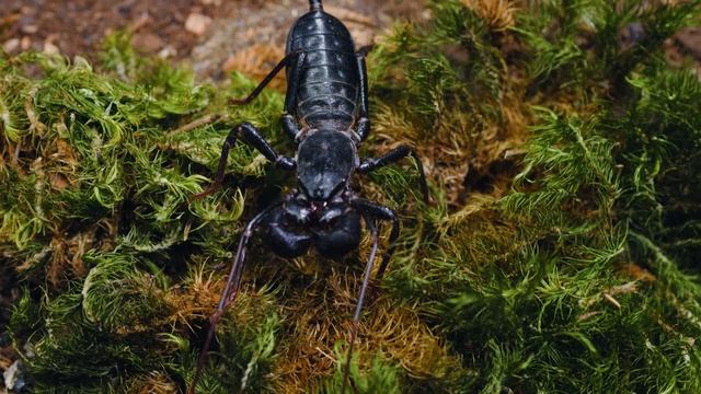 Top 5 CUTE but CREEPY Pet Invertebrates! смотреть онлайн