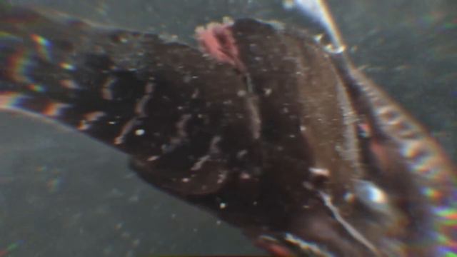 5 ЖИВУЩИХ СЕЙЧАС МОРСКИХ ЧУДОВИЩ смотреть онлайн