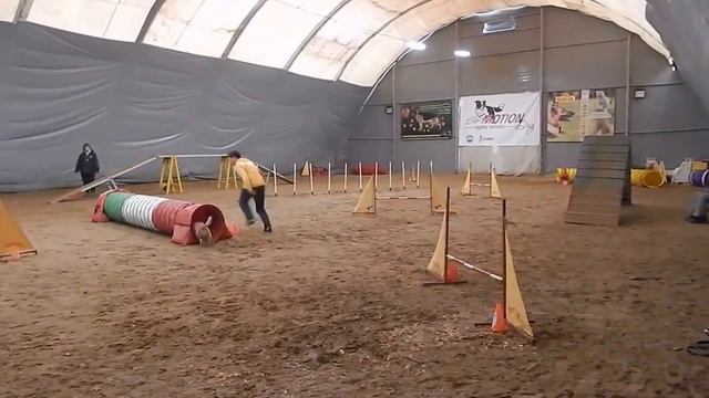 Аджилити манеж Квалификация А1 12 03 2016 смотреть онлайн