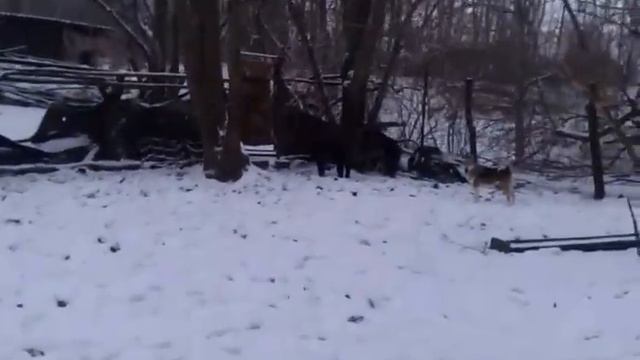 Притравка на кабана,суке 11мес. смотреть онлайн