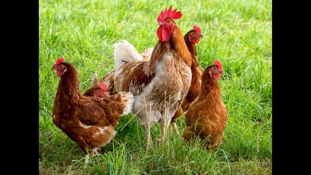 Учим Животных на английском Овца, Корова, Лошадь Развивающие Мультики для Детей смотреть онлайн