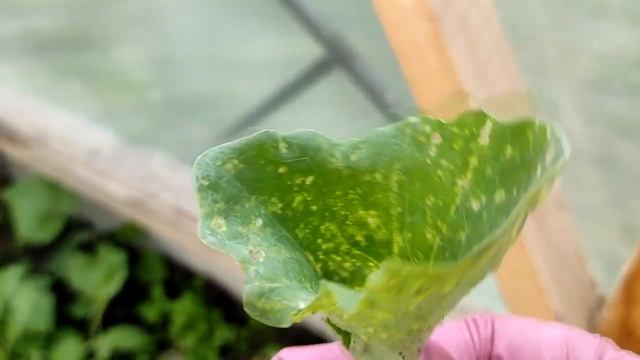 Чудеса с капустой )) смотреть онлайн