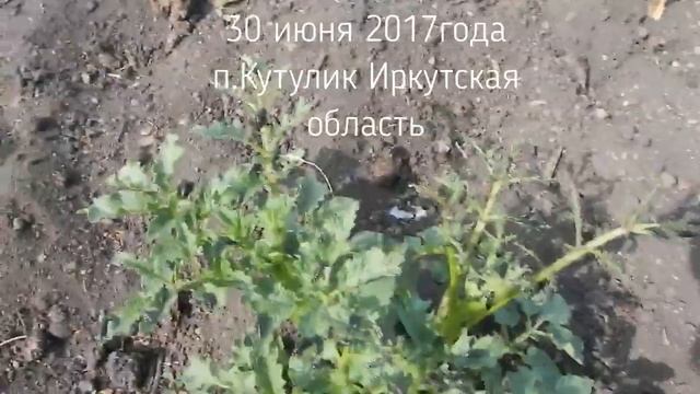 жучок черный смотреть онлайн